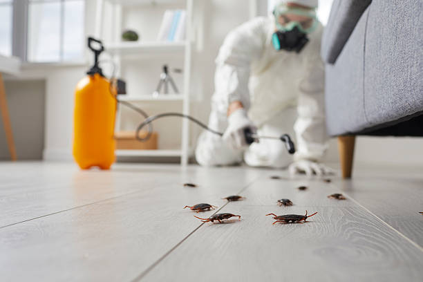 Post-Treatment Bed Bug Interceptor Monitoring in Lake Arrowhead